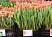 Tulipa Delta Storm ® (1)